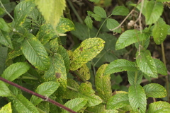 Puccinia menthae