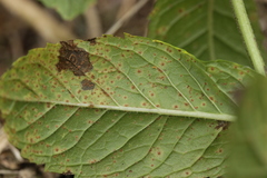 Puccinia menthae