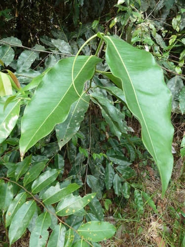 Klainedoxa gabonensis
