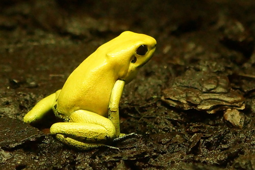 Golden Poison Dart Frog, photo 8 of 8