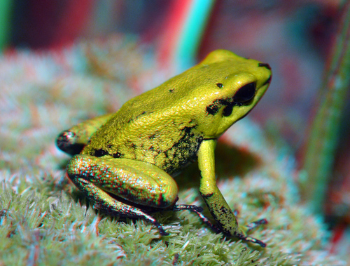 Golden Poison Dart Frog, photo 3 of 8