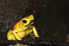 Golden Poison Frog photo 2