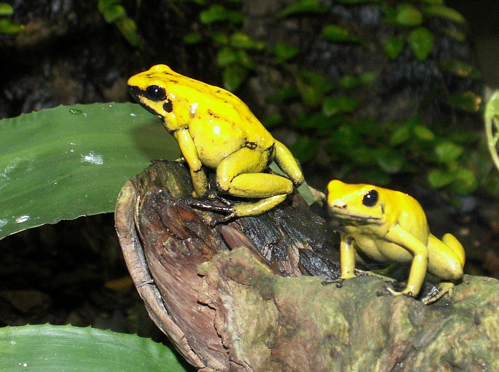 Golden poison dart frog