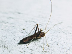 Paraxenetus guttulatus