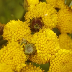 Rhopalomyia tanaceticola