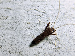 Paraxenetus guttulatus