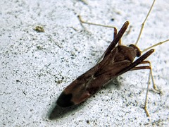 Paraxenetus guttulatus