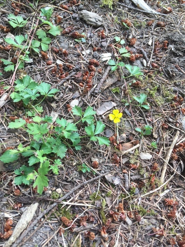 Potentilla anglica iNat (3)