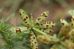 Puccinia punctata