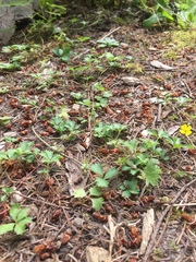 Potentilla anglica