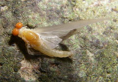 Ephemerella dorothea