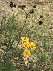 Aldama buddlejiformis