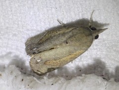 Hypocala guttiventris