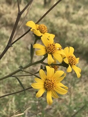 Aldama buddlejiformis