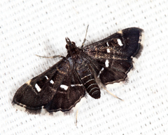 Diathrausta