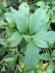 Scopolia carniolica