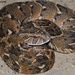 Puff Adder - Photo (c) Bernard DUPONT, some rights reserved (CC BY-SA)