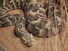 Puff Adder photo 5