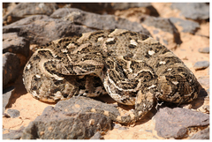 Puff Adder photo 2