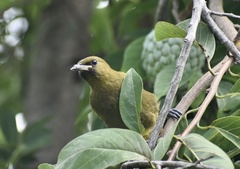 Icterus melanopsis