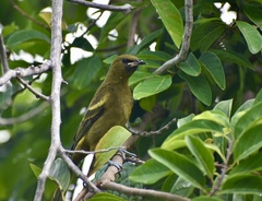 Icterus melanopsis