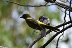 Icterus melanopsis