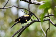 Icterus melanopsis