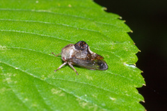 Telamona decorata