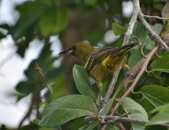 Icterus melanopsis