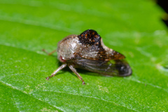 Telamona decorata
