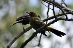 Icterus melanopsis
