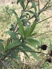 Aldama buddlejiformis