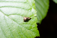 Telamona decorata
