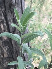 Aldama buddlejiformis