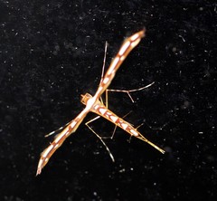 Cosmoclostis aglaodesma