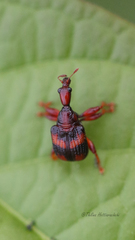 Strigapoderus tranquebaricus