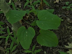 Smilax ecirrhata