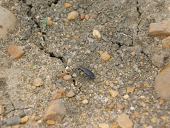 Cicindela punctulata punctulata