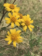 Aldama buddlejiformis
