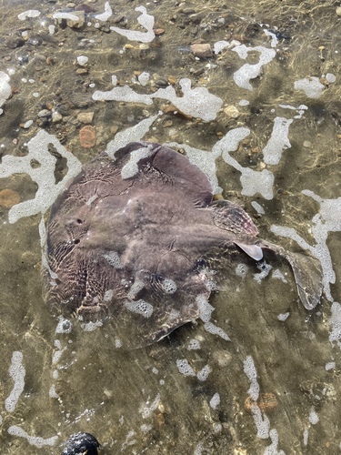 Atlantic electric ray (Tetronarce nobiliana) — Torpedinidae