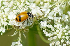 Hippodamia glacialis