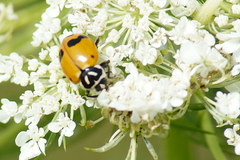 Hippodamia glacialis