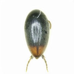 Eucinetus haemorrhoidalis