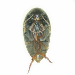 Eucinetus haemorrhoidalis