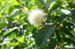 Spilomyia alcimus