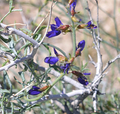 Psorothamnus fremontii