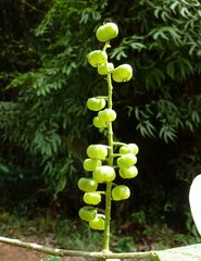 Thecacoris stenopetala