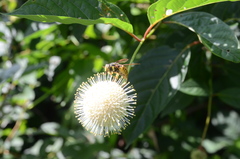 Spilomyia alcimus