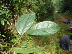 Thecacoris stenopetala