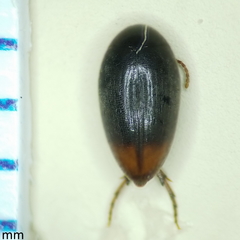 Eucinetus haemorrhoidalis